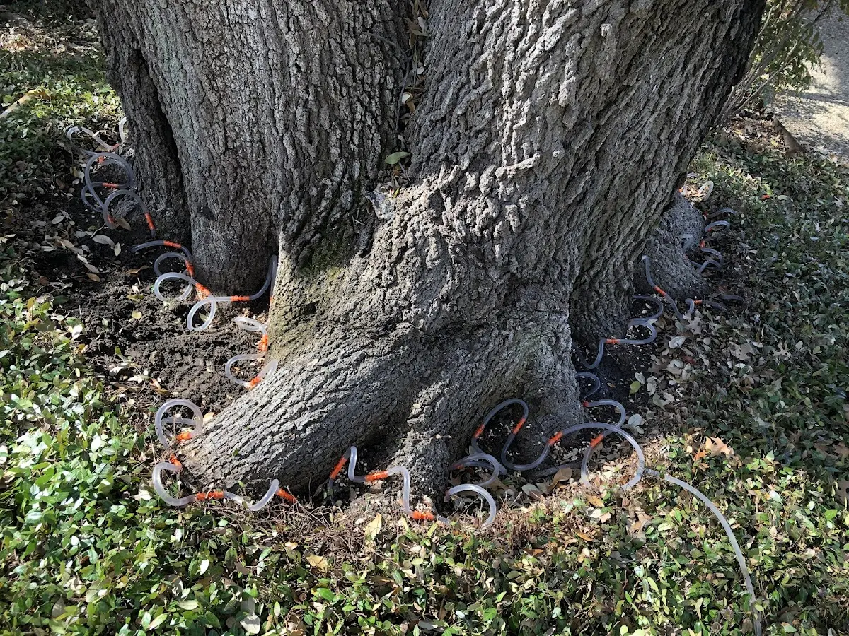 Detailed Tree Cabling and Bracing job site in Snelling