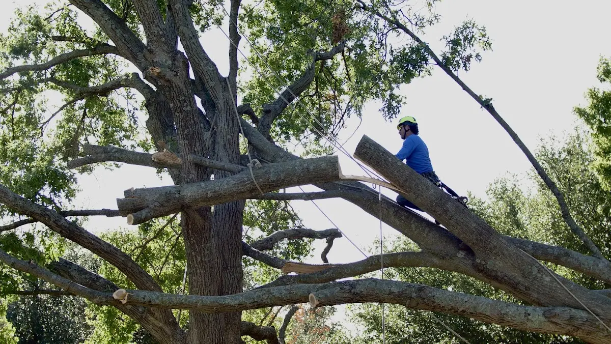 Professional Crown Thinning performed by certified arborists in Snelling