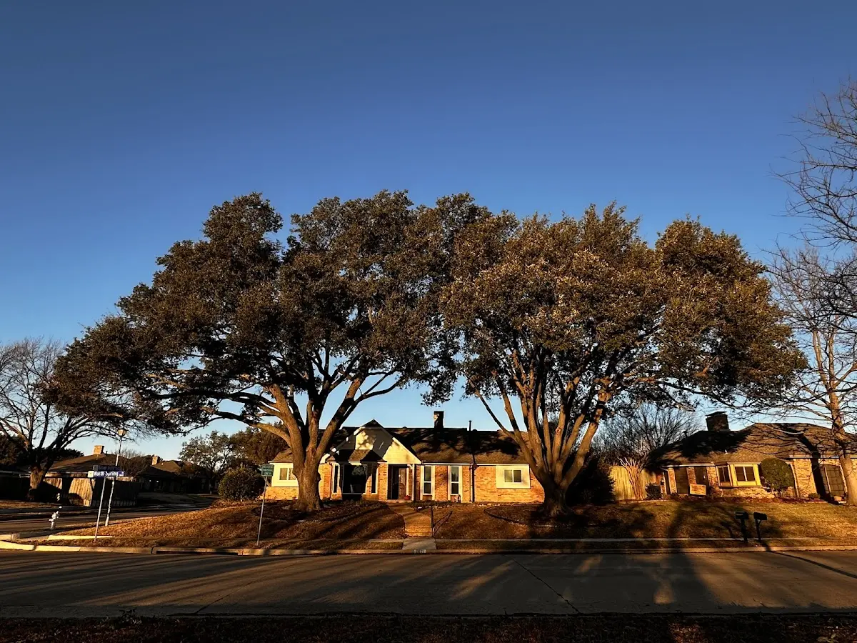Established residential canopy tree shading a home in Snelling