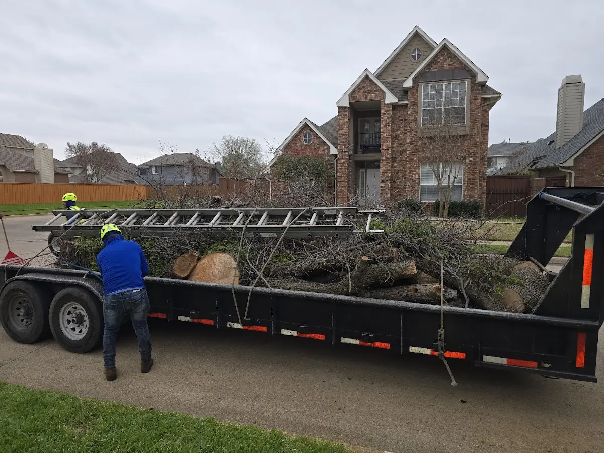 Expert Tree Pest Control with proper safety equipment in Snelling